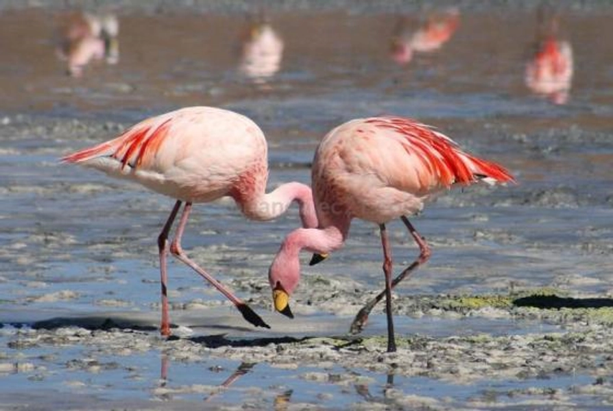 Flamingo Bird for Sale Online. Whatsapp: +1 (502)-383-1656(id:11026946) Product details - View Flamingo Bird for Sale Online. Whatsapp: +1 (502)-383-1656 from Marley - EC21 Mobile