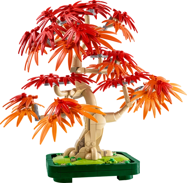 Japanese Red Maple Bonsai Tree