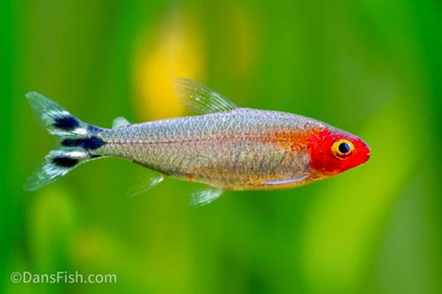 1 Rummynose Tetra (Hemigrammus rhodostomus)
