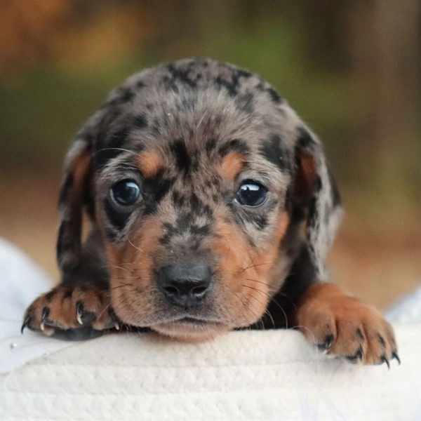 Gus Dachshund Puppy
