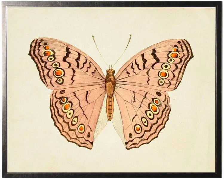 Horizontal Pink Butterfly in Pewter Shadowbox - 31.5ʺ × 25.5ʺ