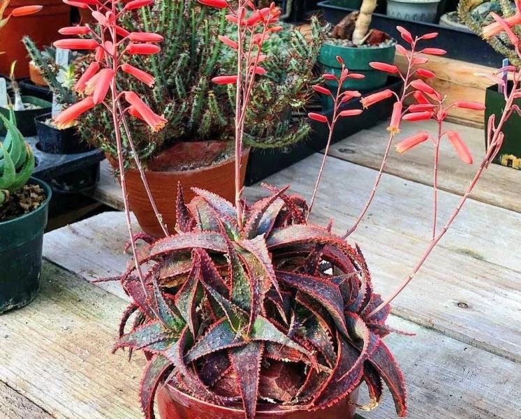 Pot of Aloe ‘Christmas Carol’