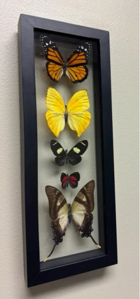 One of a Kind 5 Count Butterfly Frame