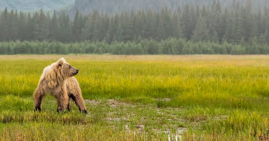 Give Now to Save Wildlife and Wild Places