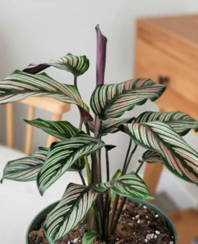 Calathea Whitestar starter plant **(ALL plants require you to purchase ANY 2 plants!)**