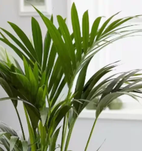 Wekiva Foliage - Kentia Palm-Live Starter Plant in a Liner-Howea Forsteriana-Rare Ornamental Palms of Florida Wekiva Foliage - Kentia Palm-Live Starter Plant in a Liner-Howea Forsteriana-Rare Ornamental Palms of Florida Wekiva Foliage - Kentia Palm-Live Starter Plant in a Liner-Howea Forsteriana-Rare Ornamental Palms of Florida Wekiva Foliage - Kentia Palm-Live Starter Plant in a Liner-Howea Forsteriana-Rare Ornamental Palms of Florida Wekiva Foliage - Kentia Palm-Live Starter Plant in a Liner-Howea Forsteriana-Rare Ornamental Palms of Florida Kentia Palm-Live Starter Plant in a Liner-Howea Forsteriana-Rare Ornamental Palms of Florida