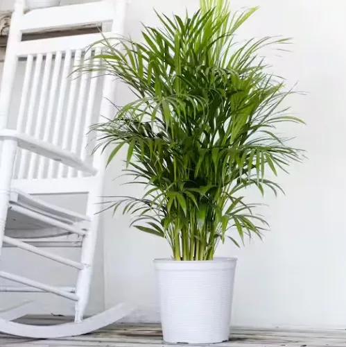 Areca Palm Dypsis lutescens Live Indoor Outdoor Houseplant in 10 inch Grower Pot