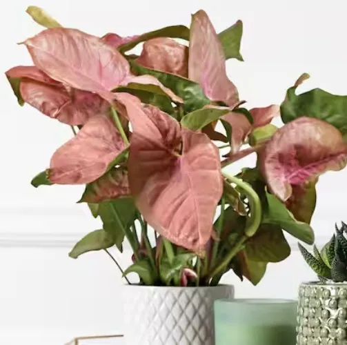 Neon Robusta Arrowhead Plant (Syngonium) in 4 in. Grower Container (3-Plants)