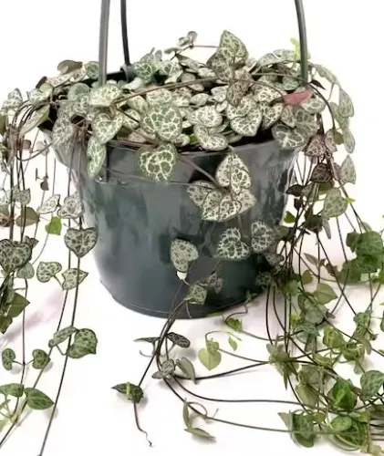 String of Hearts (Ceropegia Woodii) Trailing Succulent Plant 6 in. Hanging Basket