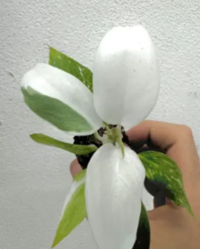 philodendron white princess Starter Plant (ALL STARTER PLANTS require you to purchase 2 plants!)