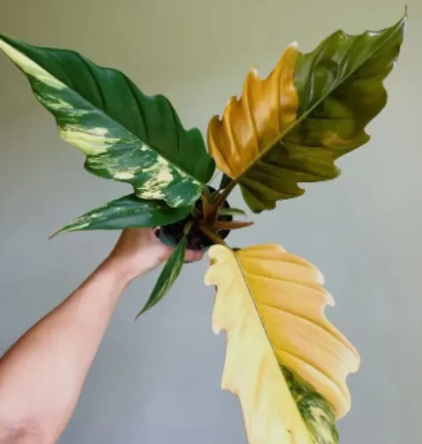 Philodendron Caramel Pluto Choco Empress starter plant **(ALL plants require you to purchase ANY 2 plants!)**