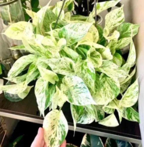 Pothos Marble Queen starter plant **(ALL plants require you to purchase ANY 2 plants!)**