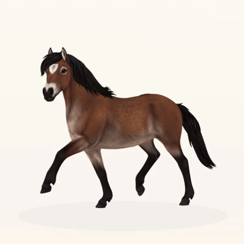 Gotland Pony