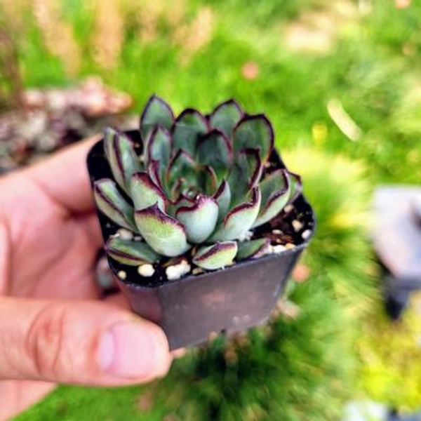  Green Red Rosette Succulent