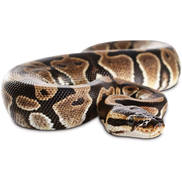 Ball Python (Python regius)