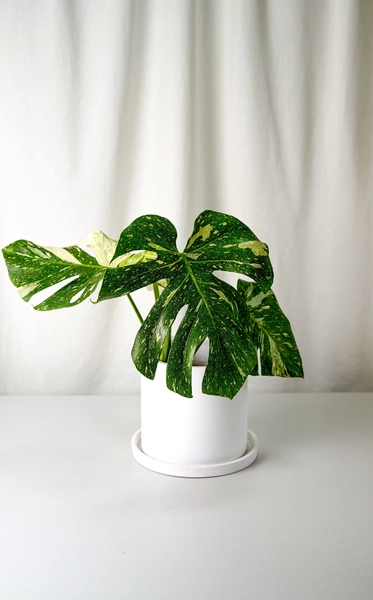 Monstera Thai Constellation