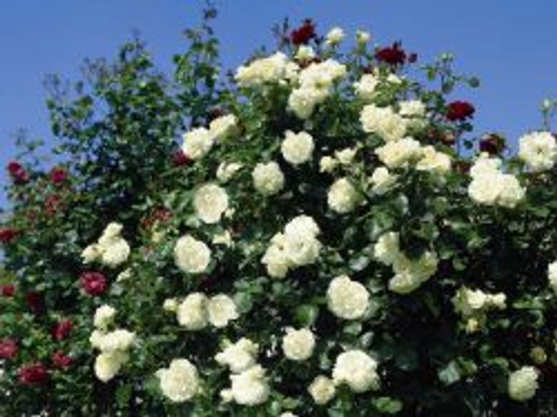 Kletterrose 'Schneewalzer' ® - Rosa 'Schneewalzer' ®