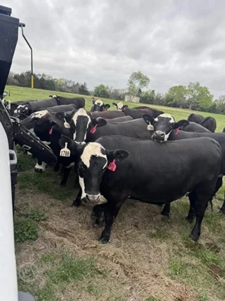 30 Angus, Black Baldy - Open Replacement Heifers