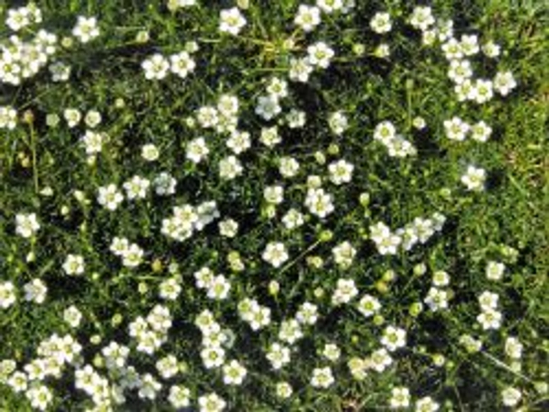 Sternmoos 'Irish Moos' - Sagina subulata 'Irish Moos'