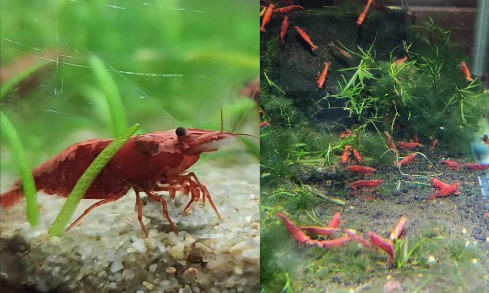 11 Fire Red Cherry Neocaridina Shrimp