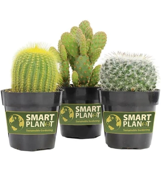 Element by Altman Plants Beginner Cactus 3-Pack