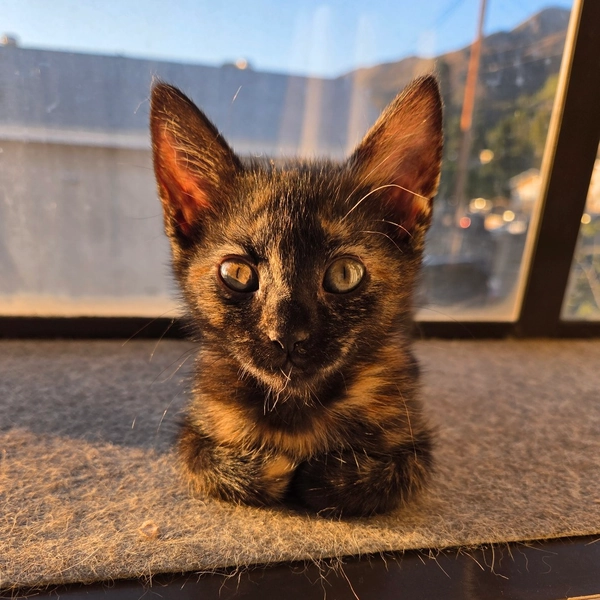 Mia is available for adoption at Pasadena Humane