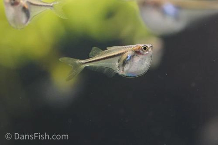 1 Pygmy Hatchet Fish (Carnegiella myersi)