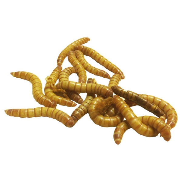 Live Regular Mealworms - 50 Count