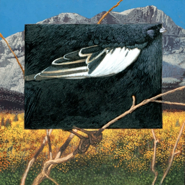 Colorado Lark Bunting print