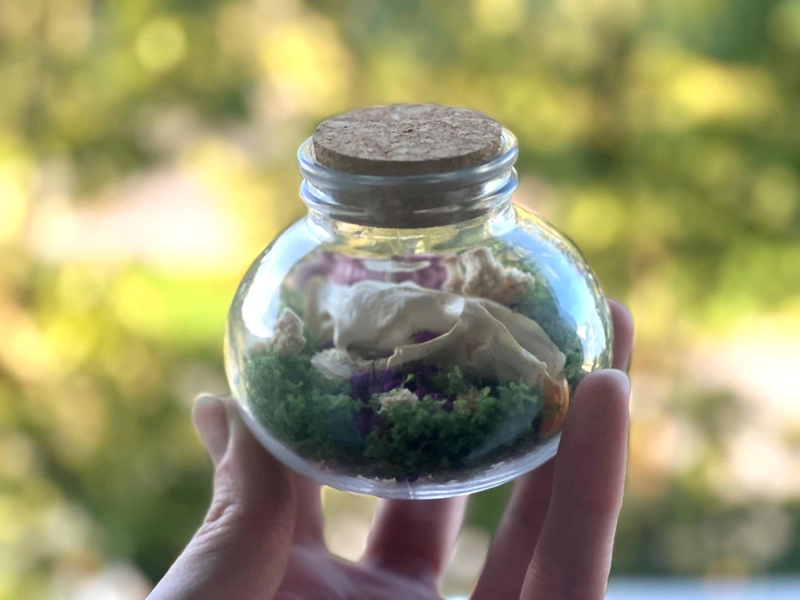 Muskrat skull in quark jar | taxidermy | oddities | gift | vulture culture