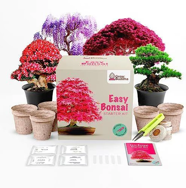 Bonsai Tree Starter Kit | Grow 4 Bonsai Trees from Seed | Beginner Friendly Indoor Bonsai Kit | Gift for Plant Lovers & Home Decor
