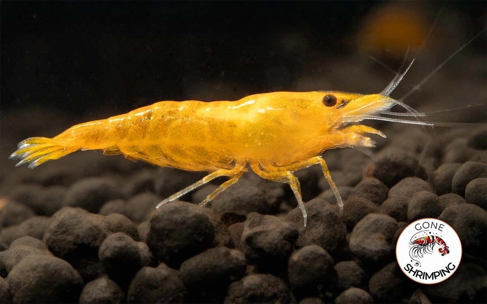 11 Orange SunKist NeoCardinia Shimp