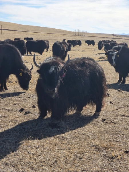 SPR Jewel P63 2D051 — Pettee Ranch LLC