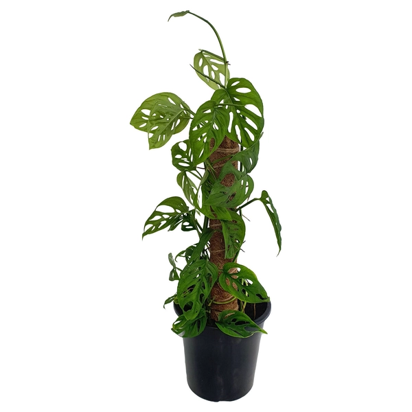 70mm Swiss Cheese Plant - Monstera adansonii