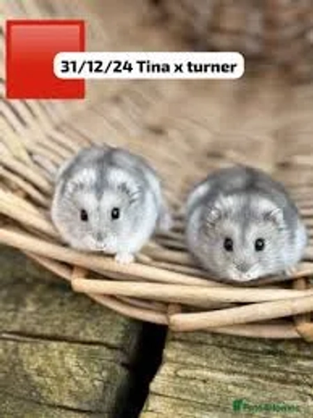 Cheap black and white hamsters for sale Hotsell Can hamsters live together Supreme Petfoods