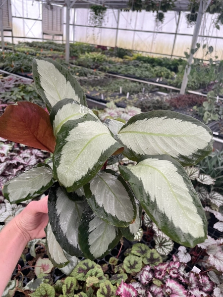 Calathea Royal standard “picturata” 4” pot (ALL PLANTS require you to purchase 2 plants!)
