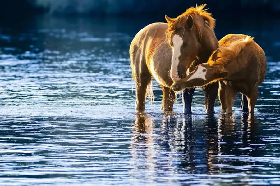 Mother Foal Time