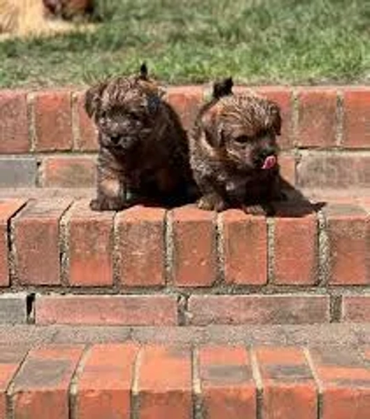 Best kennel club norfolk terrier puppies on Sale Norfolk Terrier Breeder Barbara Miller