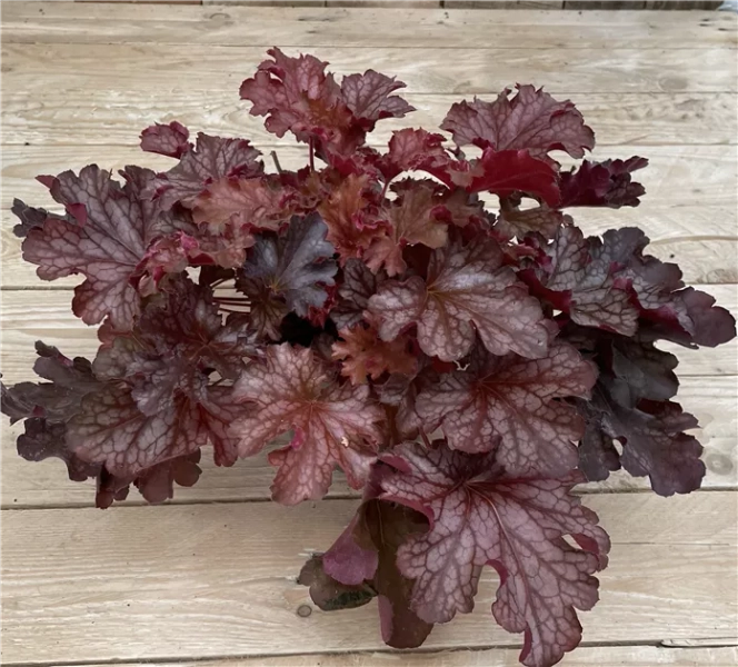 Heuchera 'Ruby Tuesday'