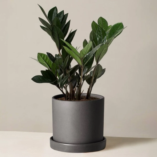 Black ZZ Plant
