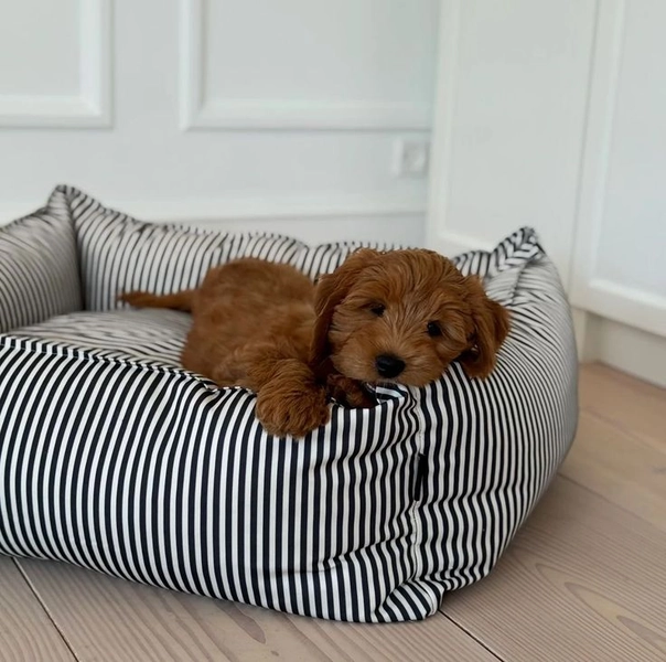 Pin by 𝓙.𝓡 on nancy meyers in 2025 | Cute baby animals, Cute animals puppies, Very cute dogs