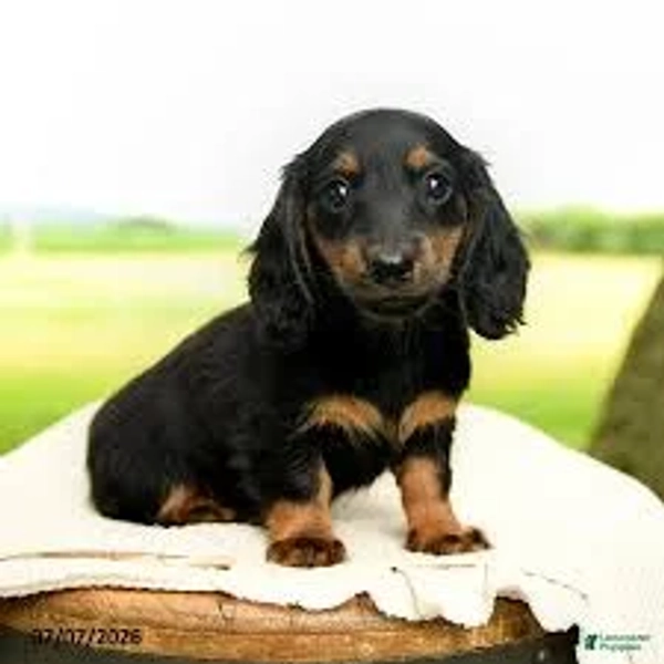 Mini Dachshund Puppies