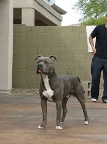 Pit Bull Blue Staffy Cross Pitbull Terrier Mix American Staffordshire Terrier American Dogs American