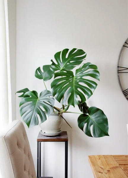 Monstera Plant