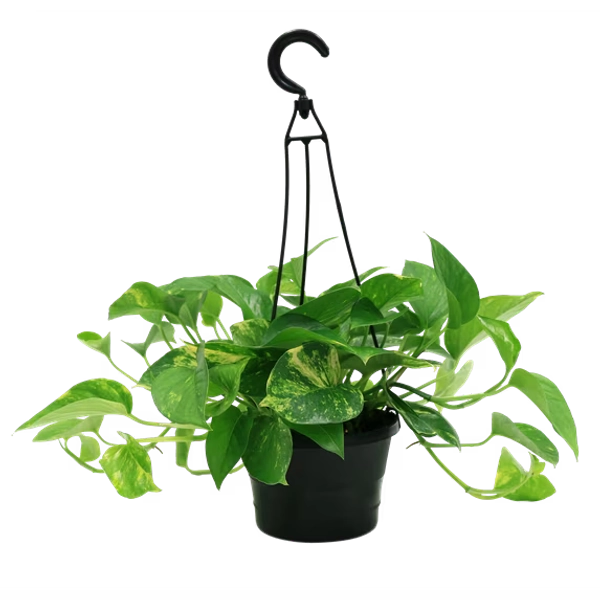 Expert Gardener Live Indoor Plant Green Pothos in 6in Grower Pot