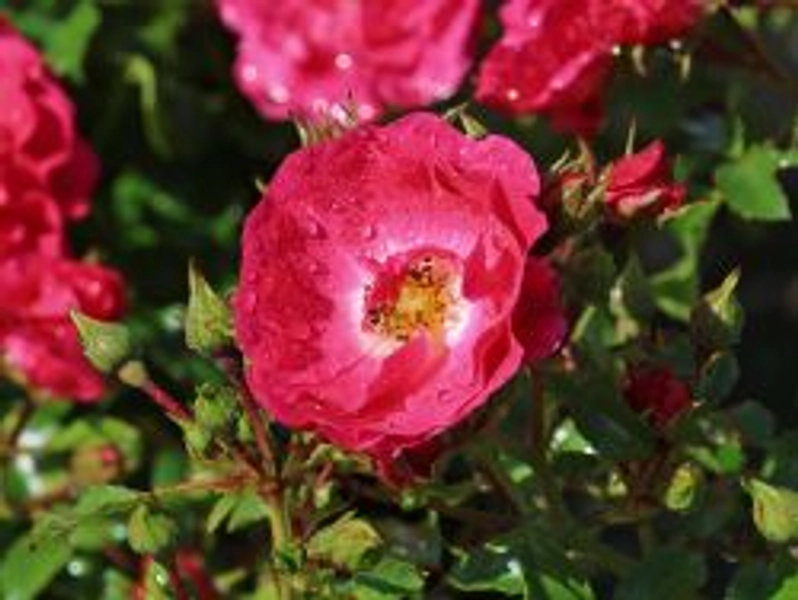 Bodendecker-Rose 'Heidetraum' ® - Rosa 'Heidetraum' ® ADR-Rose