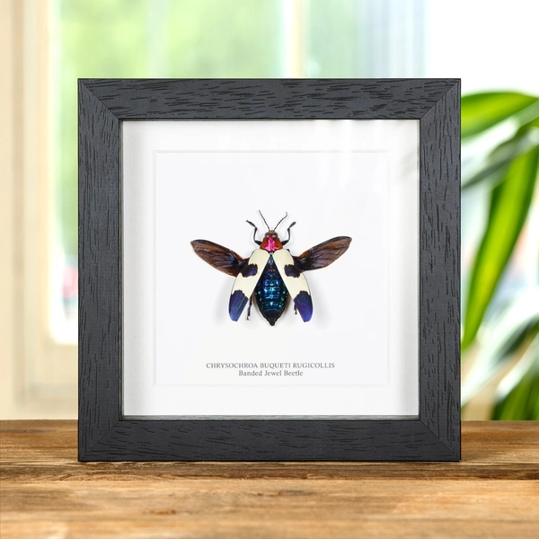 Banded Jewel Beetle In Box Frame (Chrysochroa buqueti rugicollis)