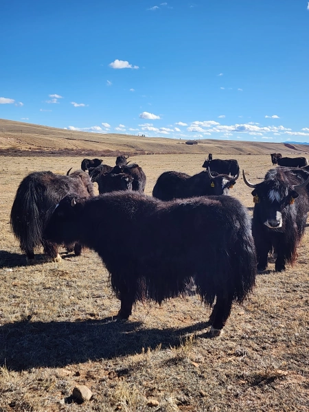 Y815 Imperial Trim heifer — Pettee Ranch LLC