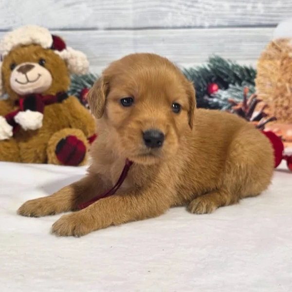 Shelly Golden Retriever Puppy