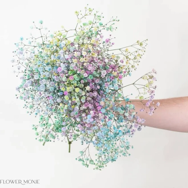 Flower Moxie Bulk Baby's Breath Wedding Flowers Online